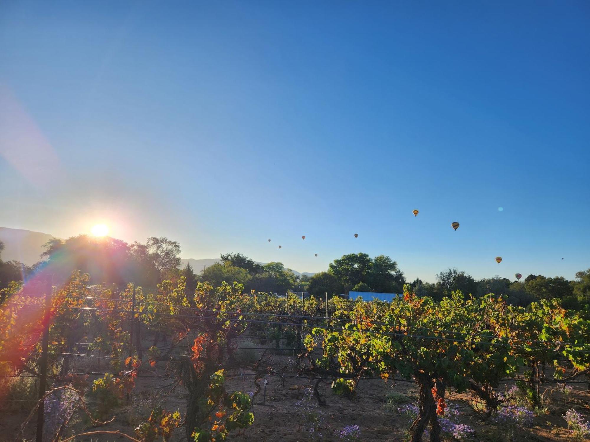 Red Mountain Manor Vineyard And Guesthouse Rio Rancho Ngoại thất bức ảnh